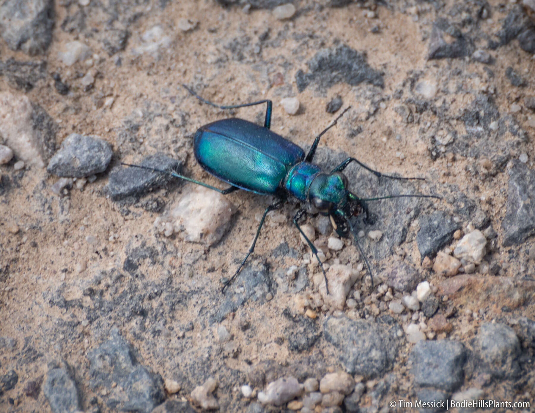 Image of Cicindela (Cicindela) plutonica Casey 1897