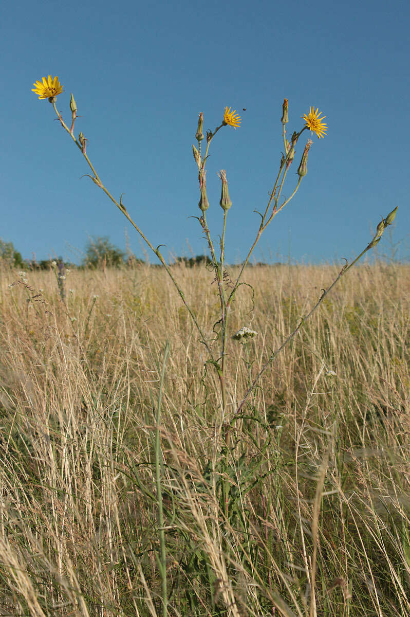 Image of Tragopogon dasyrhynchus Artemczuk