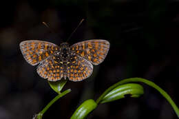 Image of Antillea pelops Drury 1773