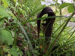 Arisaema serratum var. izuense (Nakai) Gusman & L. Gusman的圖片