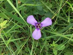 Image of Herbertia tigridioides (Hicken) Goldblatt