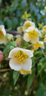 Image of Philadelphus mexicanus Schltdl.