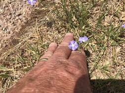 Image of wild dwarf morning-glory