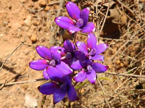 Image of Purple enamel orchid