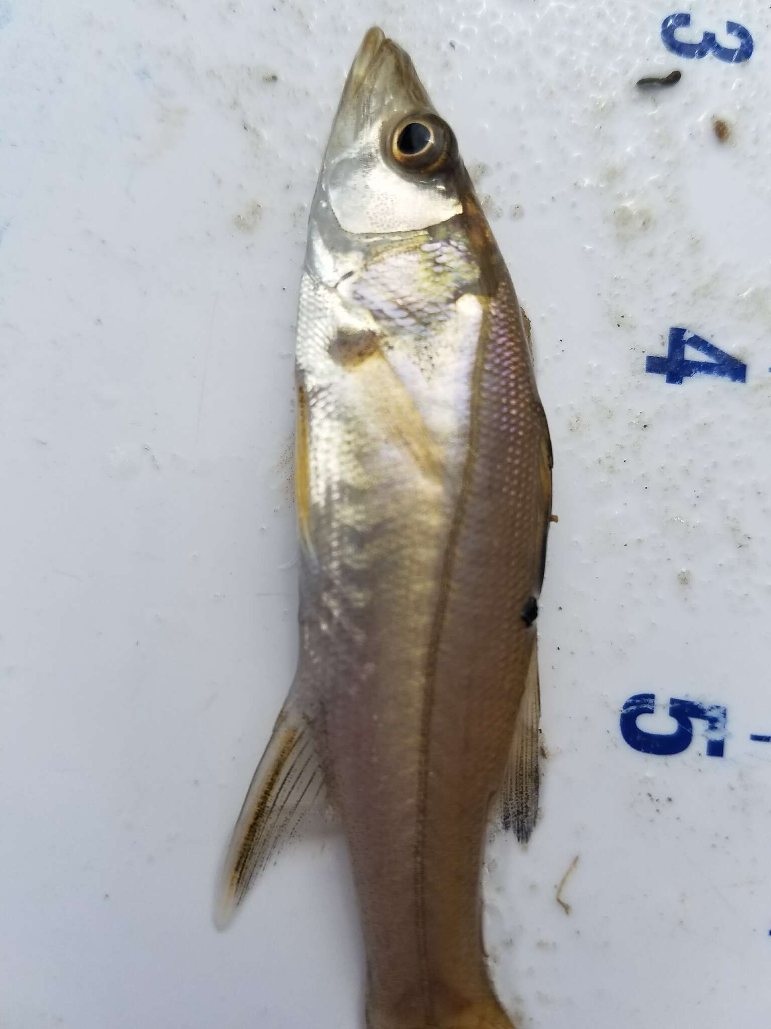 Image of Common Snook