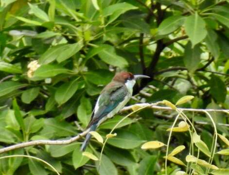 Image of Blue-throated Bee-eater