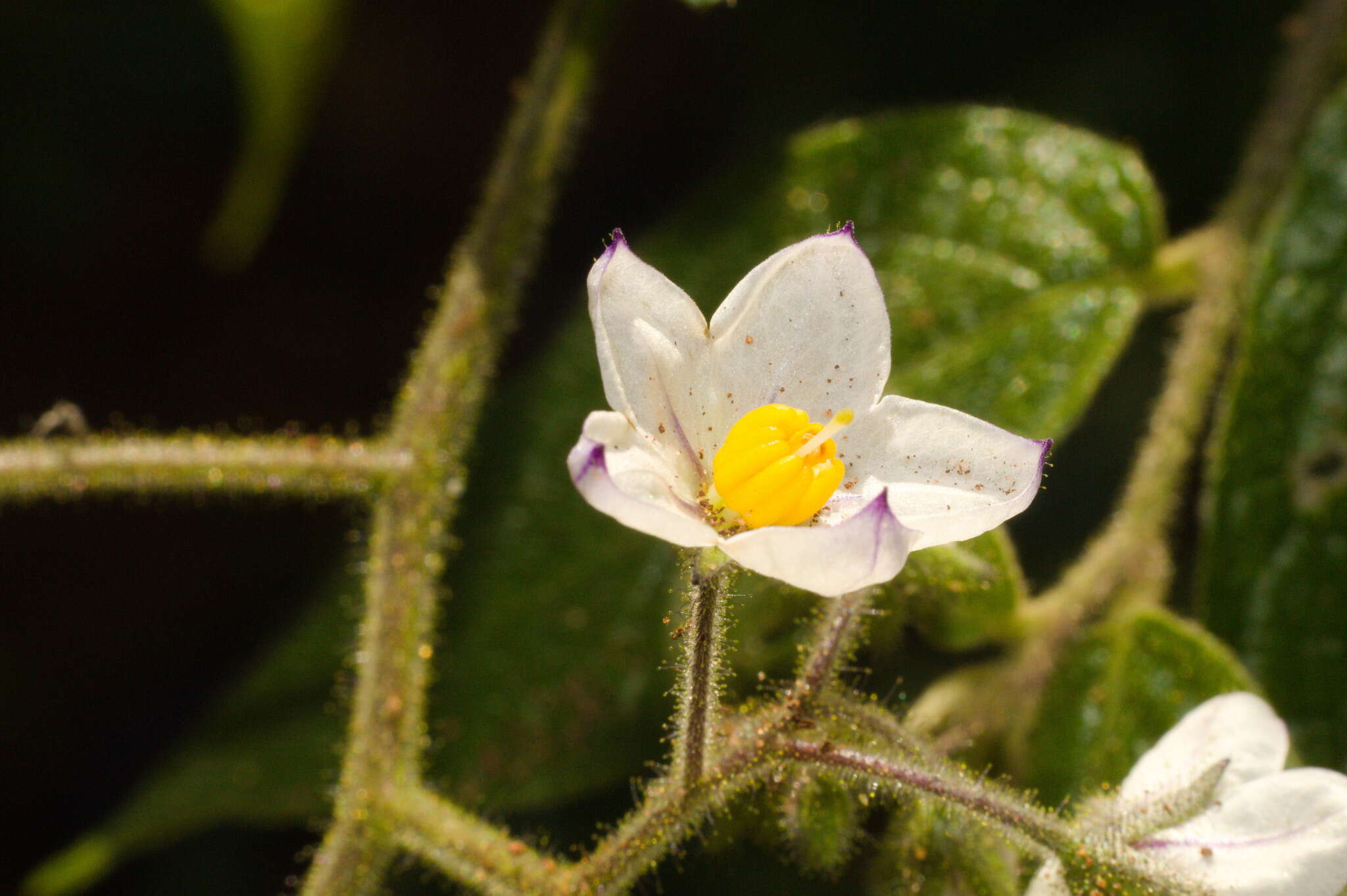 Image of Solanum concinnum Schott ex Sendtn.