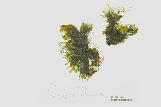 Image of <i>Bryopsis pennata</i>