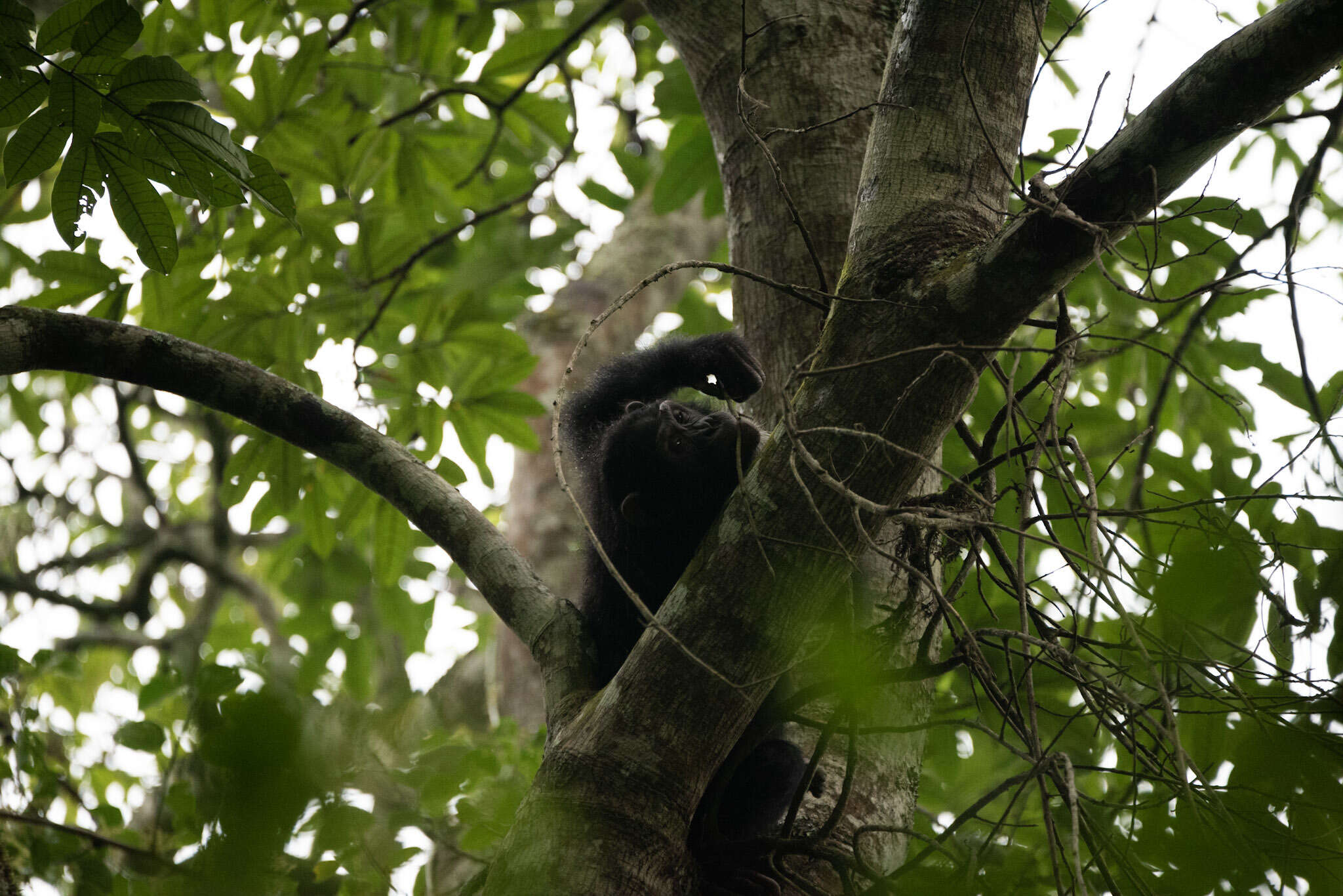 Image of Eastern Chimpanzee