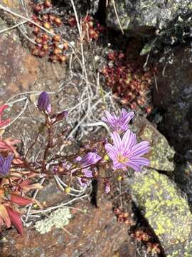 Image of Congdon's lewisia