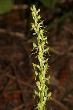 Image of Thurber's Bog Orchid