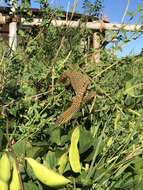 Imagem de Varanus acanthurus Boulenger 1885