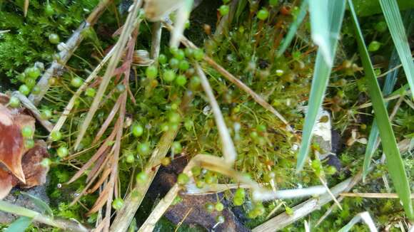 Image of physcomitrium moss