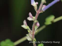 Sivun Scutellaria indica var. indica kuva