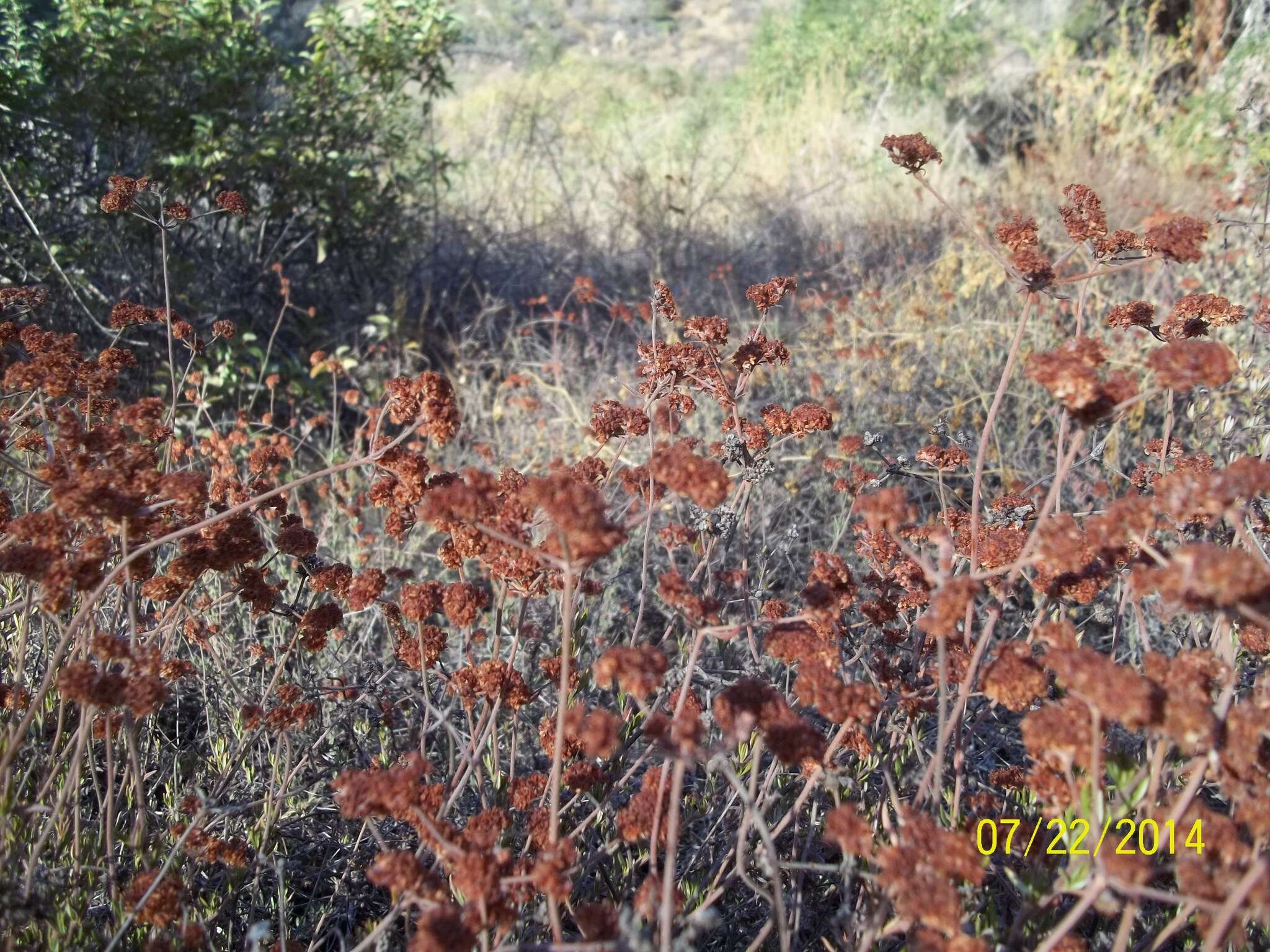 Image of California Buckwheat