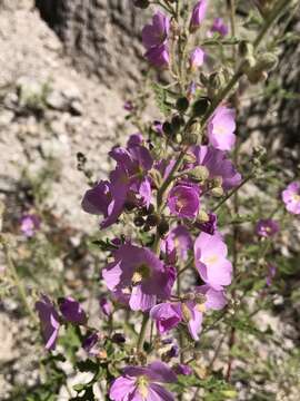 Image of thicket globemallow