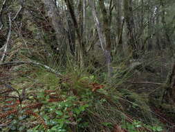 Image of Carex lectissima K. A. Ford