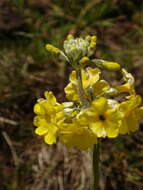 Image of Primula prolifera Wall.