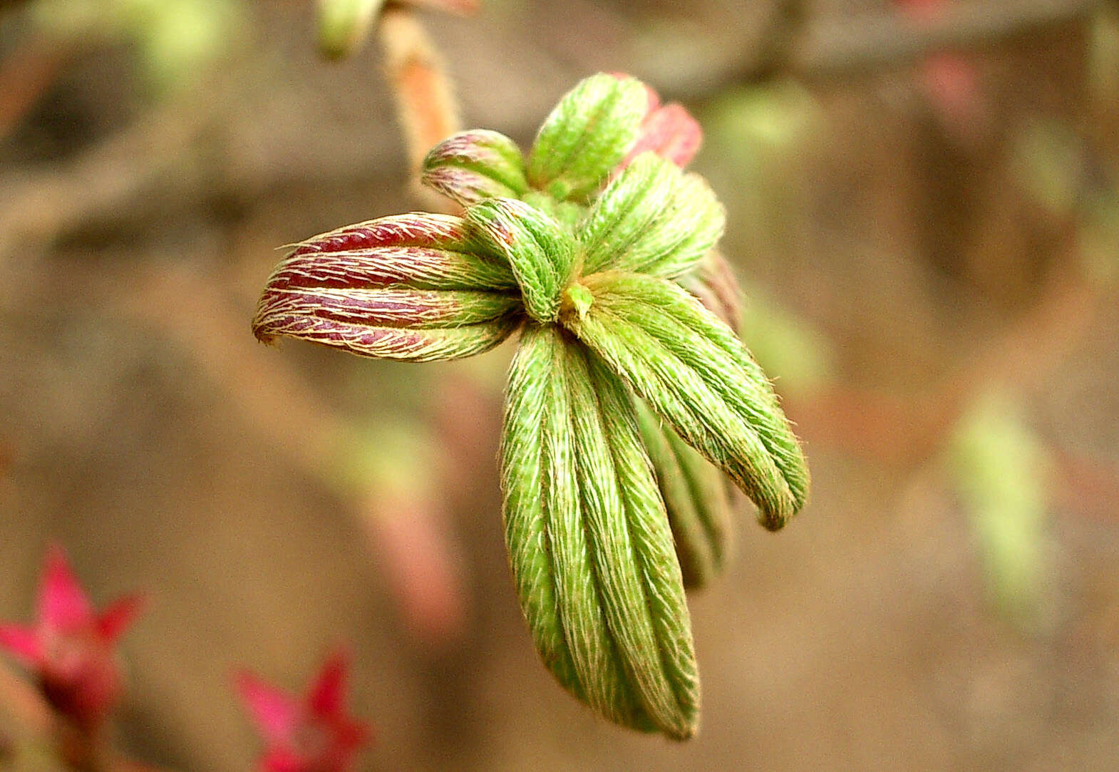 Imagem de Monochaetum floribundum (Schltdl.) Naud.