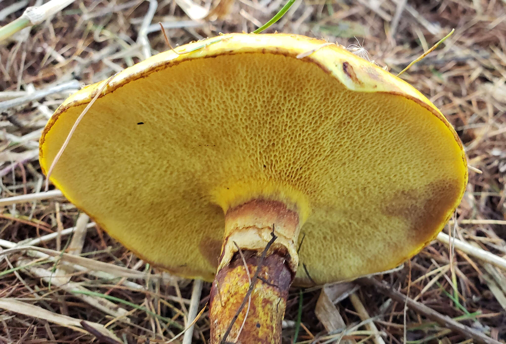 Image of Suillus grevillei (Klotzsch) Singer 1945