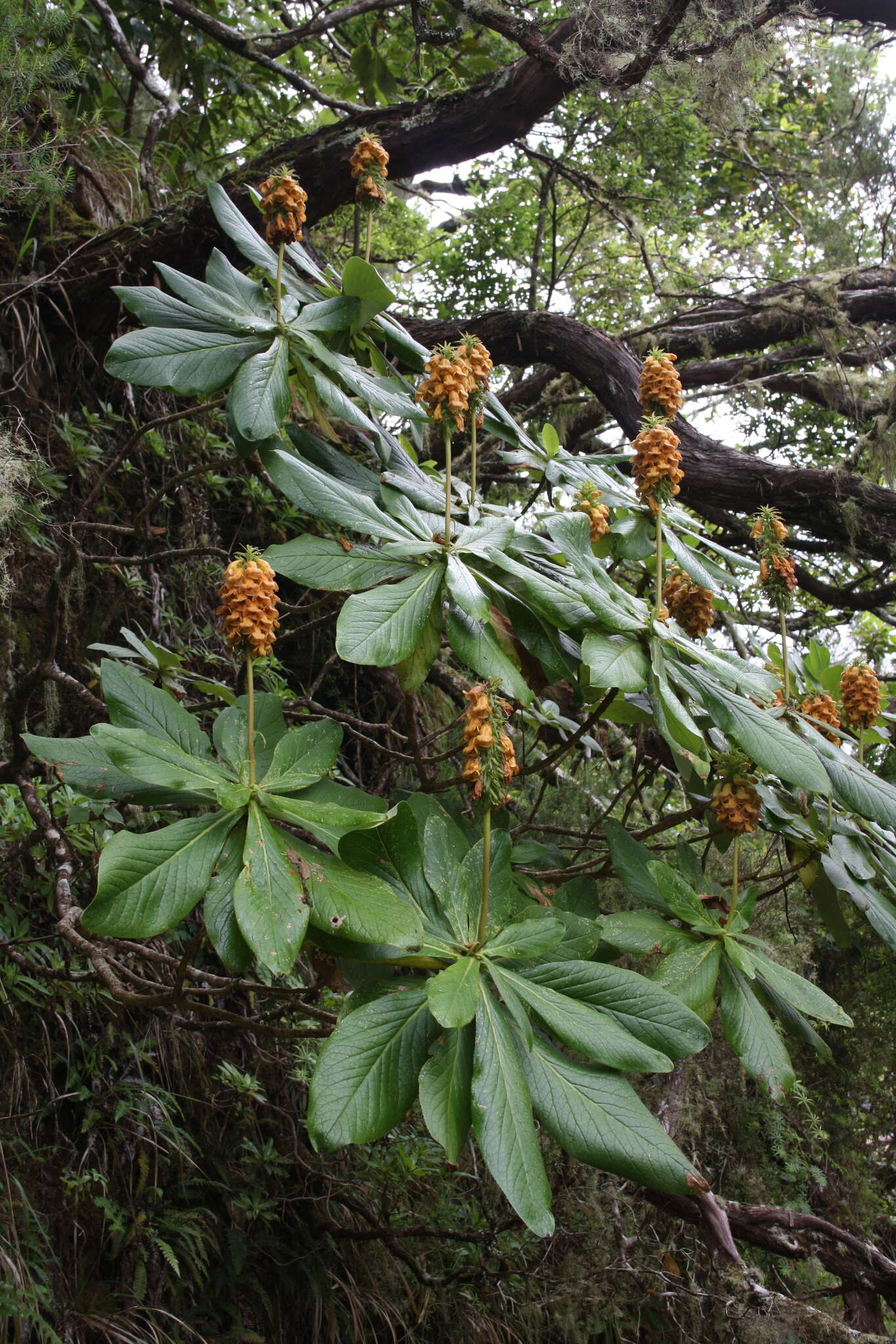 Imagem de Digitalis sceptrum L. fil.