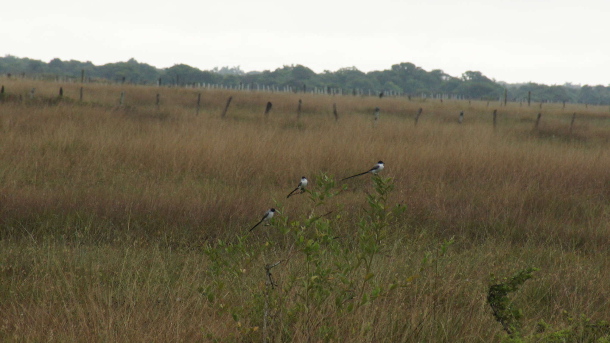 Image of Fork-tailed Flycatcher