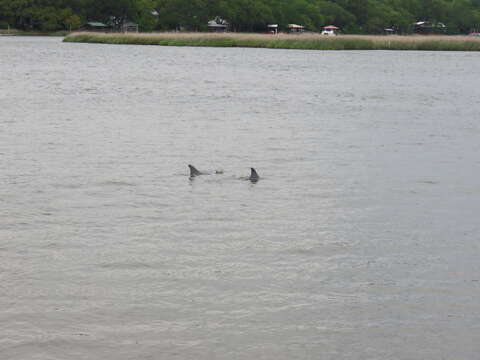 Imagem de Tursiops truncatus truncatus (Montagu 1821)