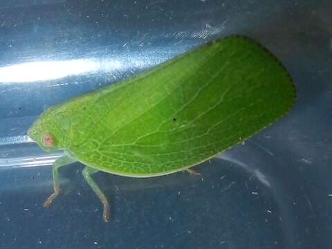 Image of Green Coneheaded Planthopper