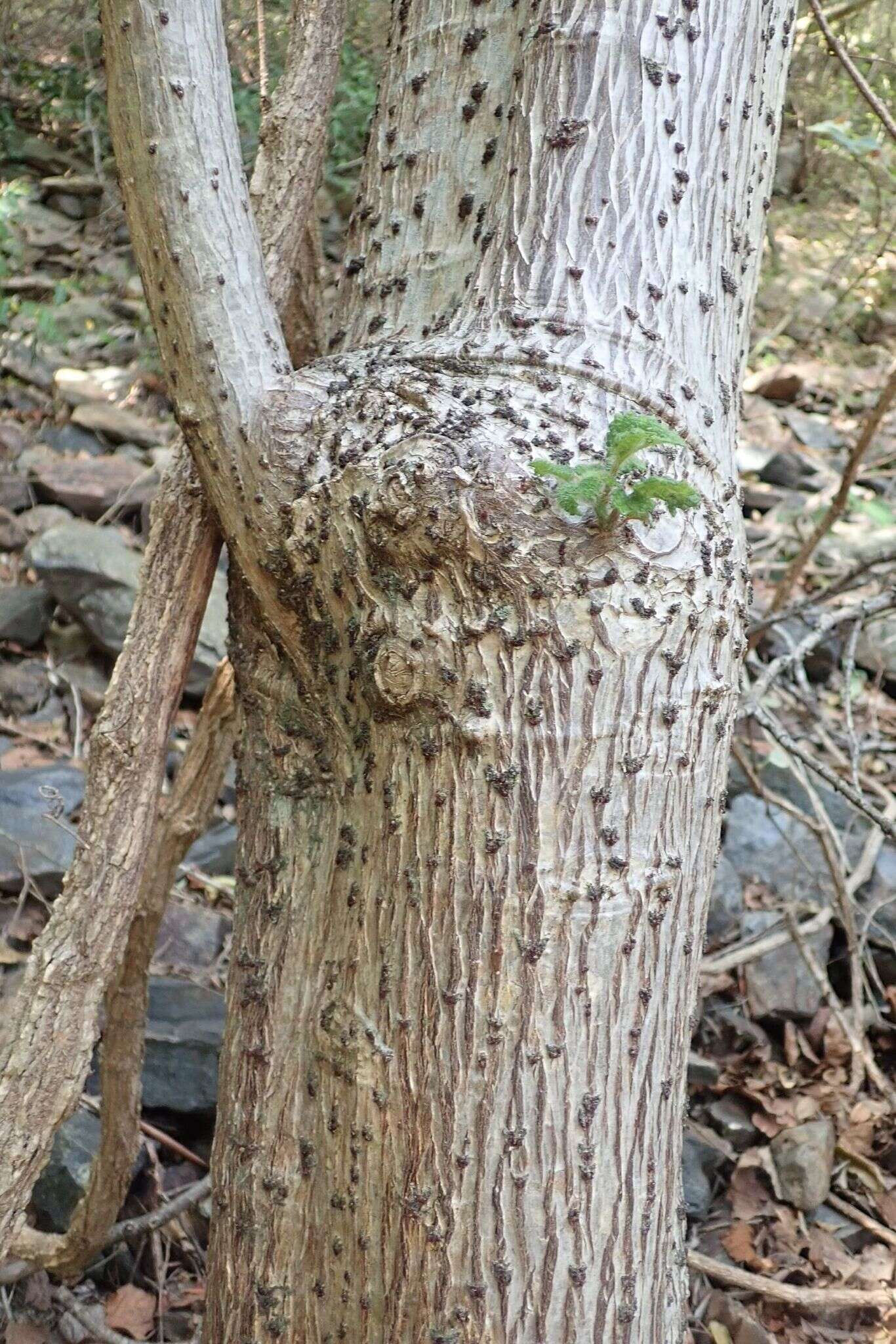 Image of Rock tree-nettle