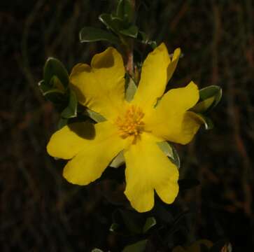 Hibbertia argentea Steud. resmi