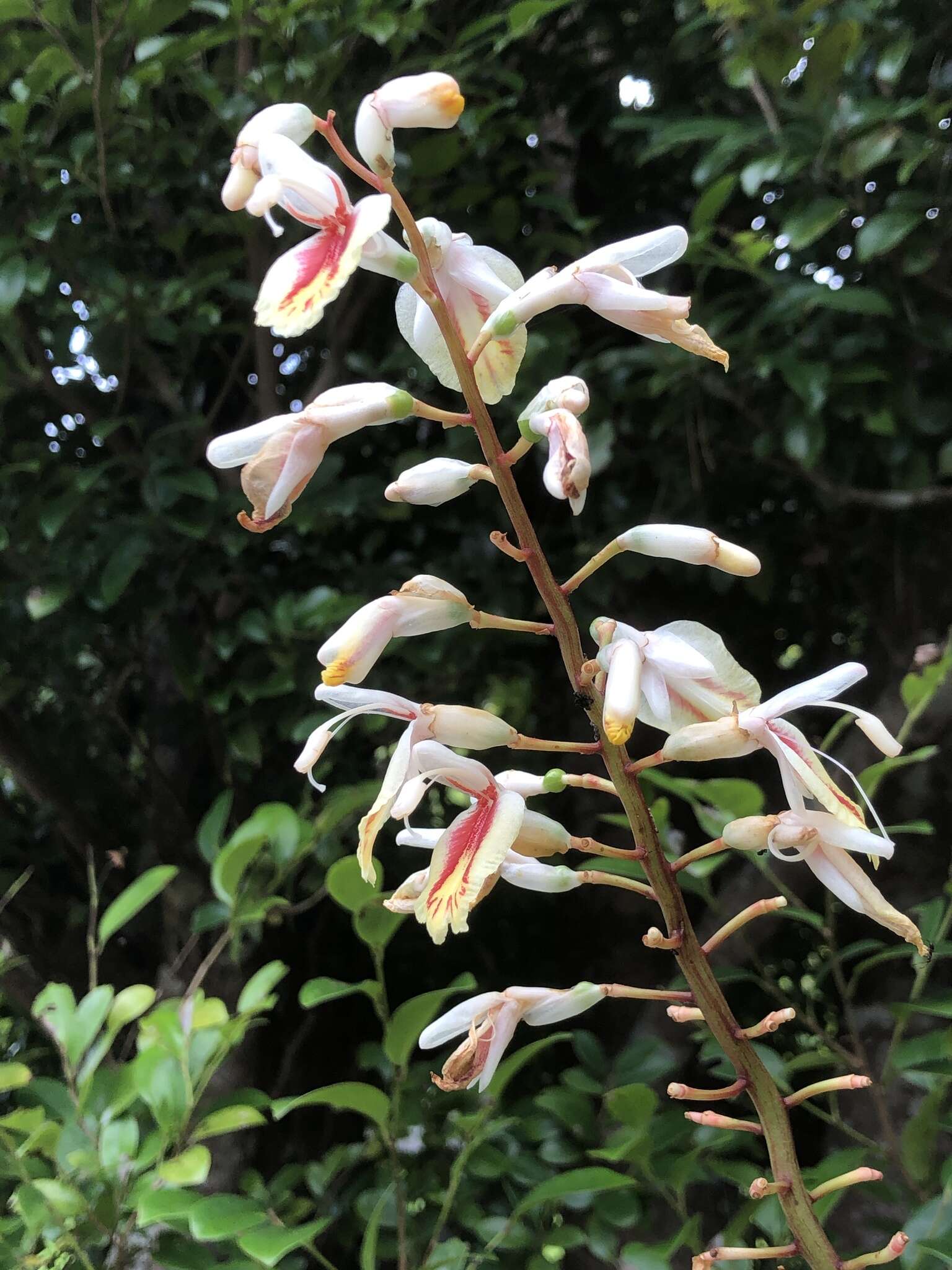 Image of Alpinia formosana K. Schum.