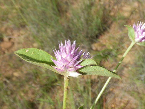 Image of pearly globe amaranth