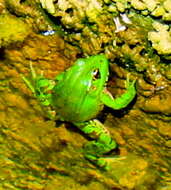 Image of Cretan Frog