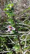 Image of Solanum guineense