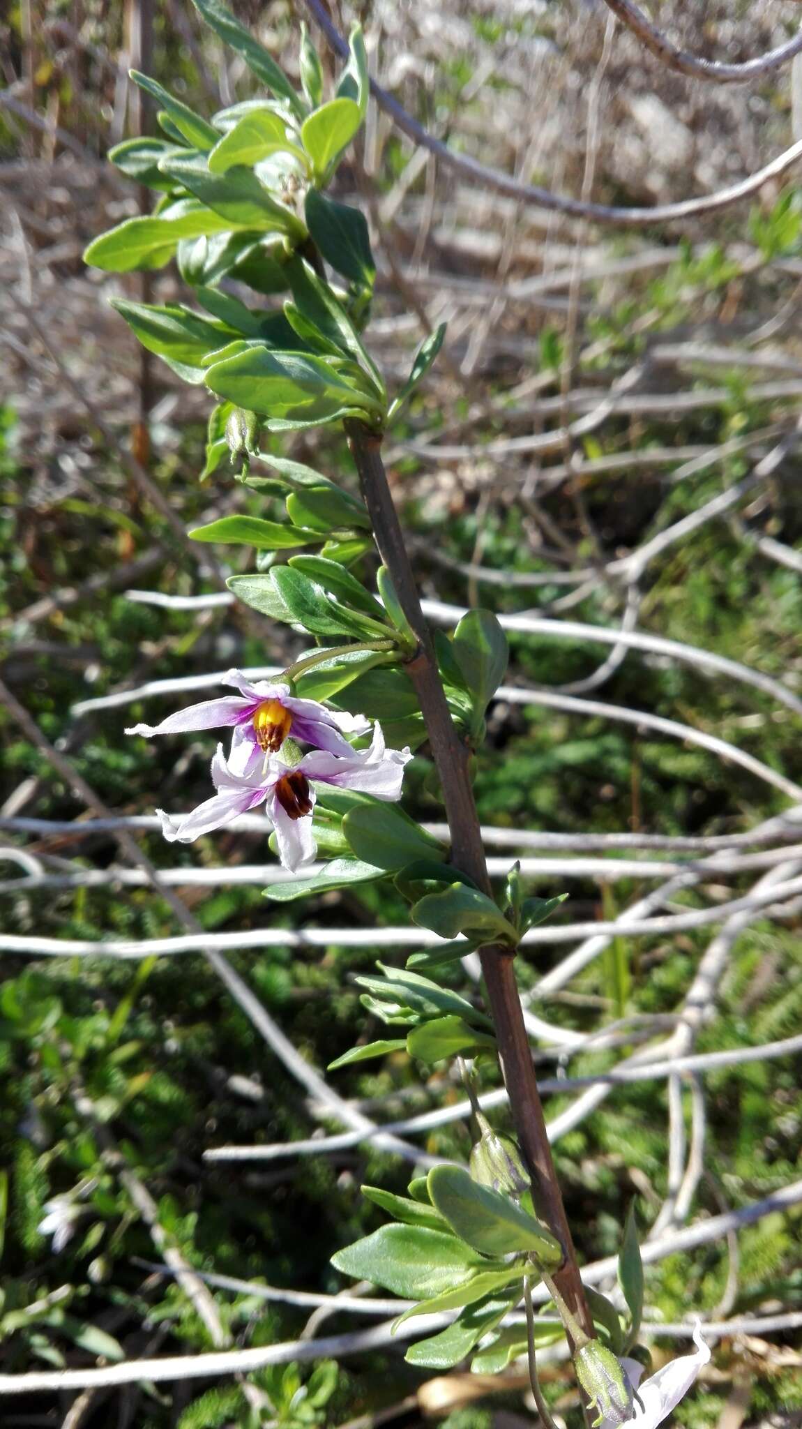 Image of Solanum guineense