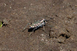 Image of Bronzed Tiger Beetle