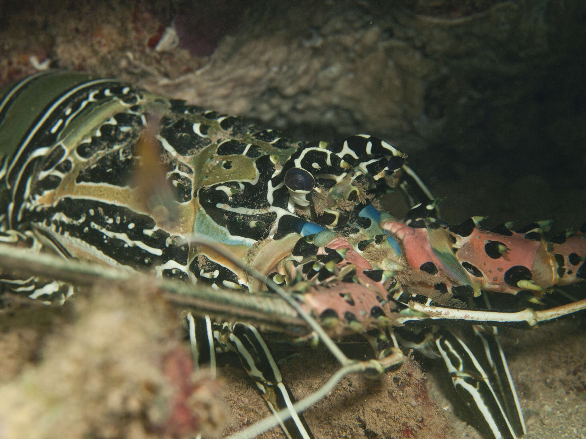 Image of Painted Spiny Lobster