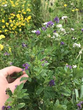 Image of alfalfa