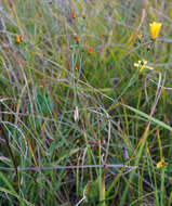 Image of Linum maritimum L.