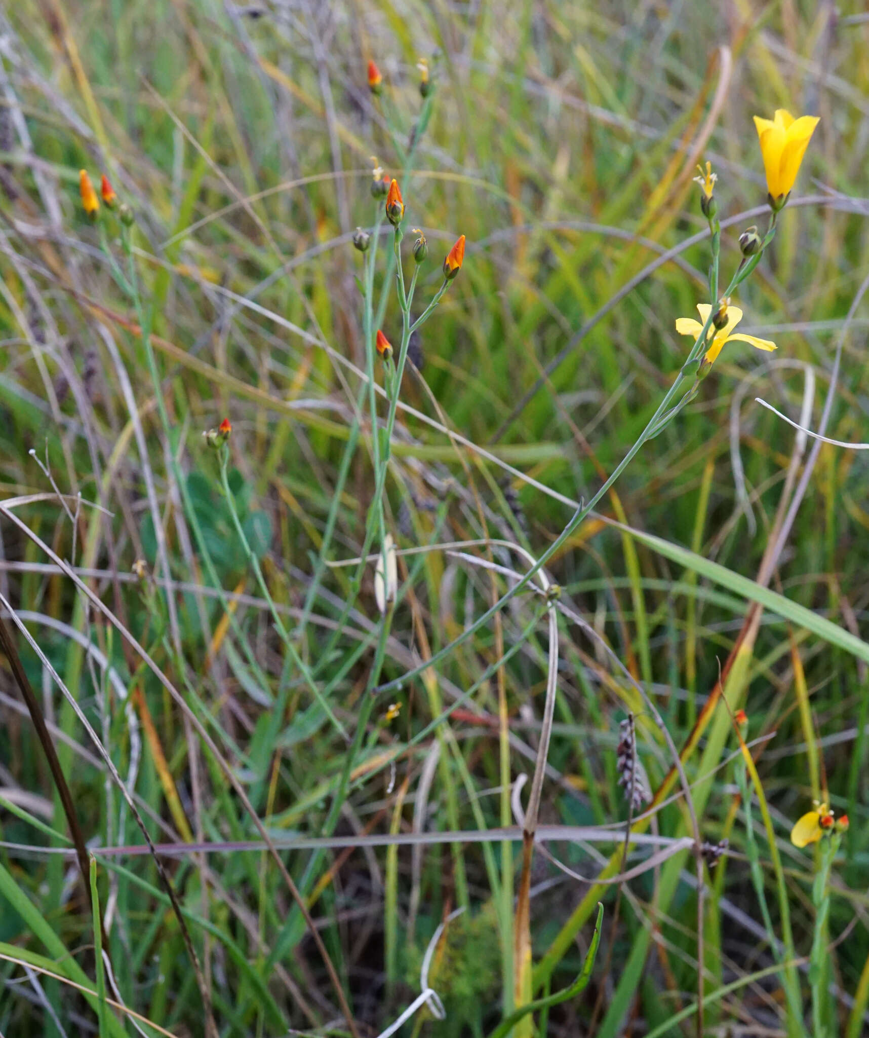 Image of Linum maritimum L.