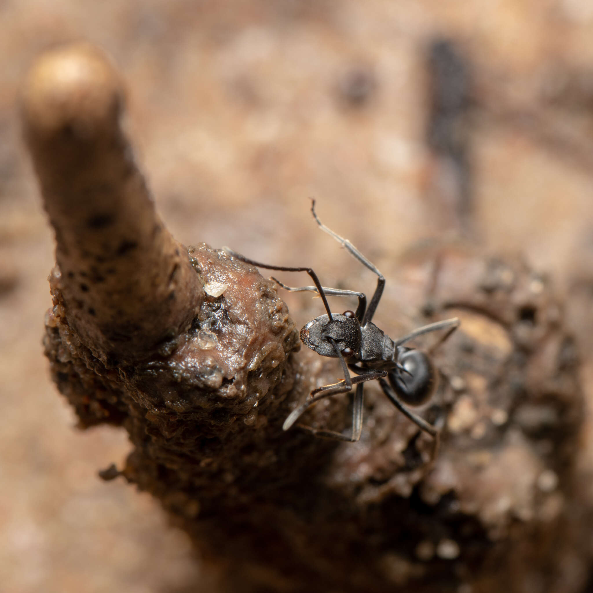 Image of Polyrhachis sokolova Forel 1902