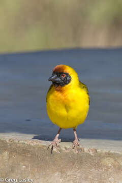 Image of Vitelline Masked Weaver