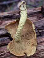 Image of Pholiota flammans (Batsch) P. Kumm. 1871