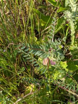 Image of Vicia pannonica subsp. striata