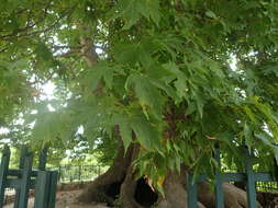 Imagem de Platanus orientalis L.