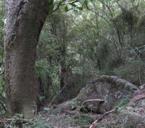 Image of Brown Pine