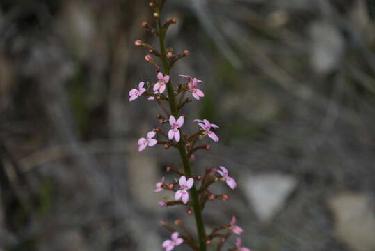 Image of Stylidium crassifolium R. Br.