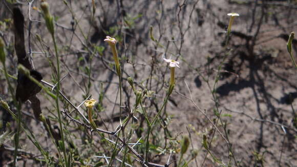 Image de Leptoglossis