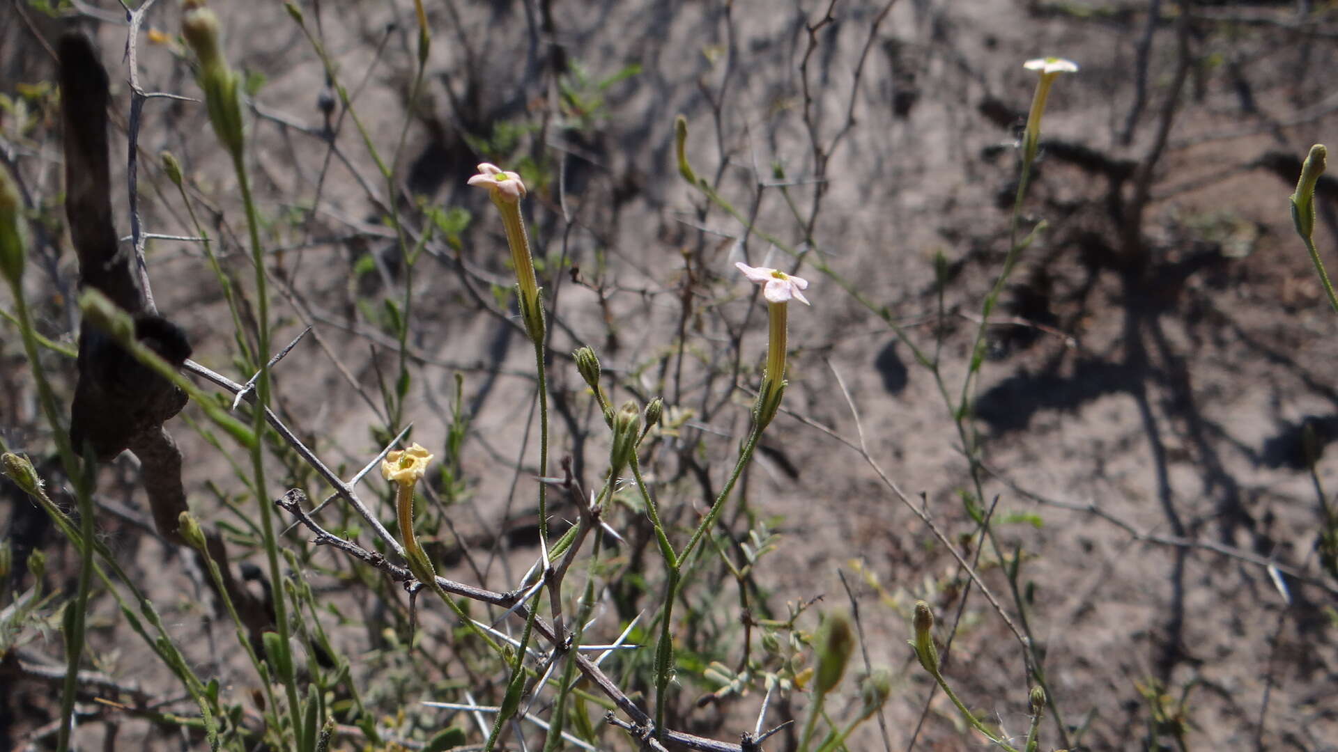 Image de Leptoglossis linifolia (Miers) Benth. & Hook. fil.