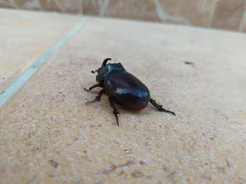 Image of Oryctes (Oryctes) nasicornis ameliae López-Colón & Bahillo De la Puebla 2020